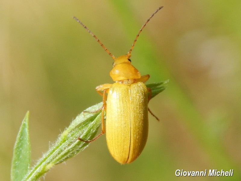 Cteniopus sulphureus, Tenebrionidae, Alleculinae